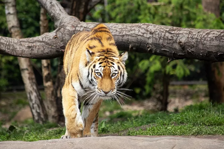 Inilah Arti Mimpi Dikejar Harimau Menurut Primbon, Psikologi dan Tafsir