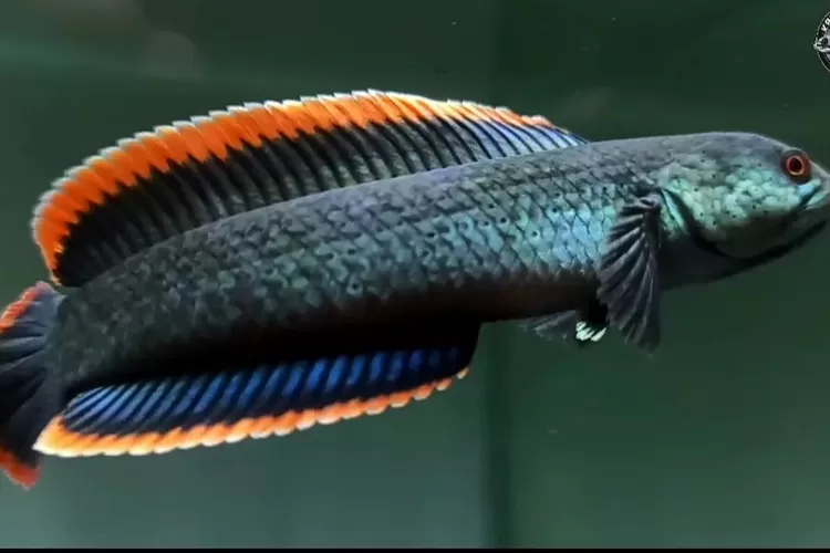 Apa Itu Ikan Channa Micropeltes atau Ikan Toman? Begini Penjelasan  Karakteristik Lengkap Ciri-Cirinya - Babad Id