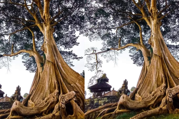 Keramatnya Pohon Kayu Putih Raksasa Di Tabanan Bali Berusia 700 Tahun Kerap Ada Suara Gamelan