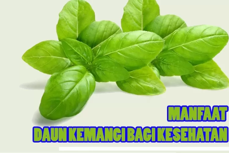 Manfaat Daun Kemangi Bagi Kesehatan, Cegah Anemia Hingga Diabetes ...