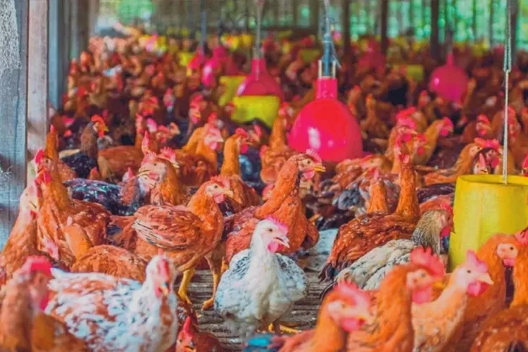 Ini Dia Tips Dan Trik Sukses Ternak Ayam Pakan Ayam Alami Sangat