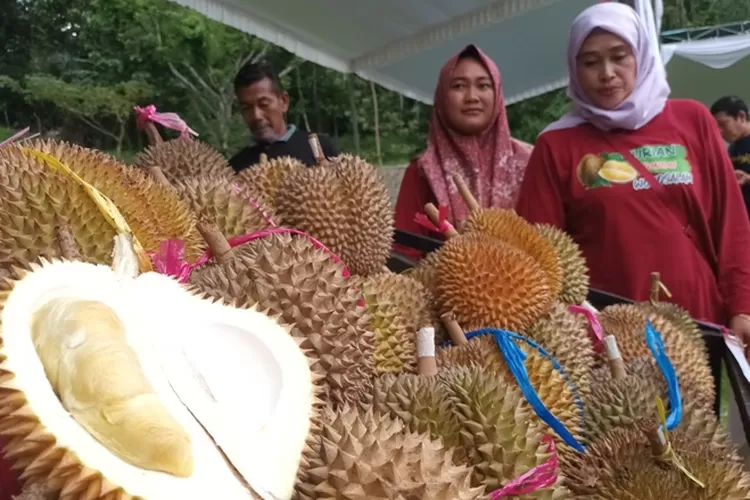 Ribuan durian ludes terjual di Bazar durian Wonosalam Jombang (Felyra DRS)