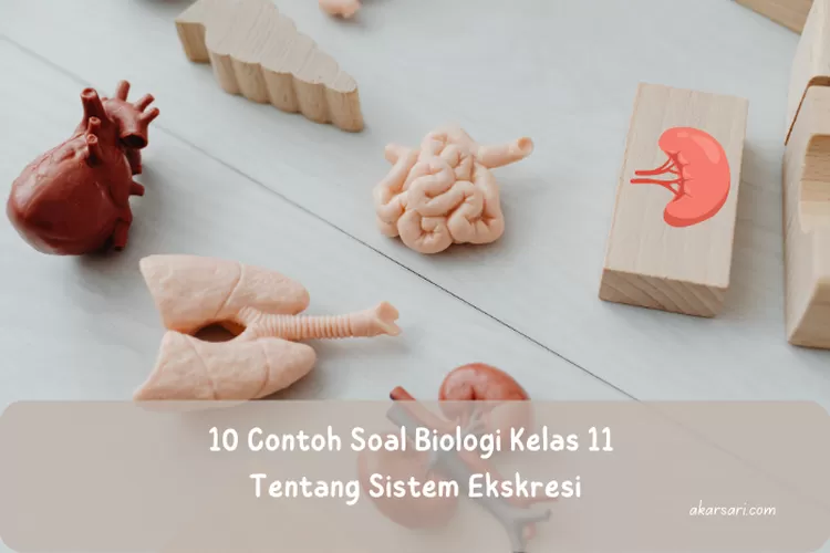 10 Contoh Soal Biologi Kelas 11 Tentang Sistem Ekskresi Beserta Kunci ...