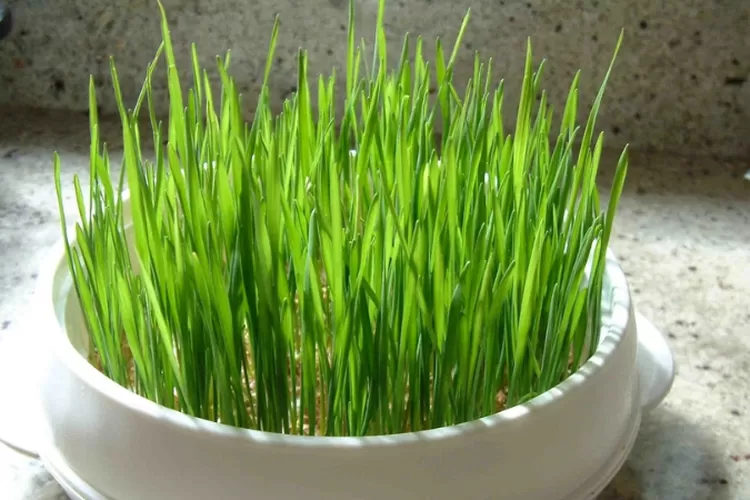 Rumput gandum kaya vitamin dan serat, bantu pencernaan kucing, cegah obesitas, serta tingkatkan kekebalan dan kesehatan ginjal. (hidroponik.bisnisant.web.id / HukamaNews.com)