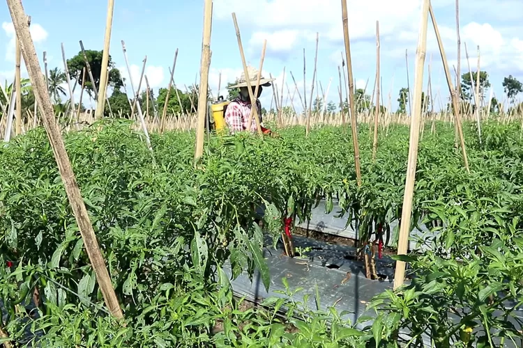 Ratusan Hektar Lahan Pertanian di Lombok Tengah Ditanami Cabai - Metro NTB