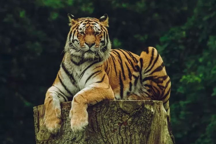 Ilustrasi arti mimpi melihat harimau menurut Islam (unsplash.com/Frida Lannerstr&ouml;m)