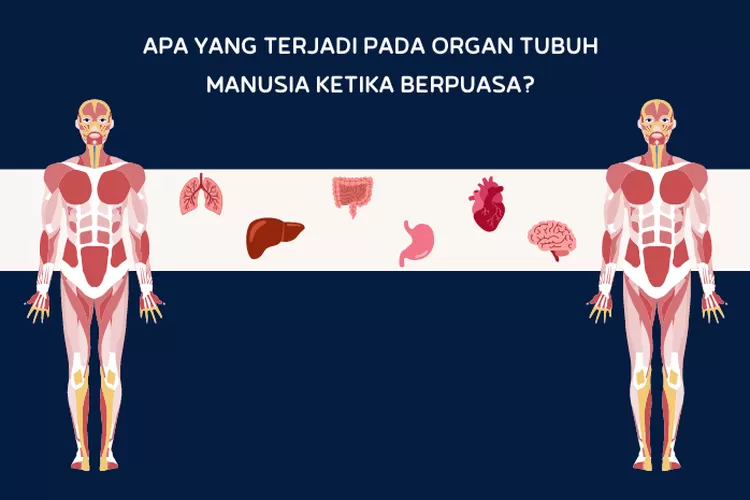 Apa Yang Terjadi Pada Tubuh Manusia Ketika Berpuasa Yuk Simak Penjelasannya Kabar Buana 8711