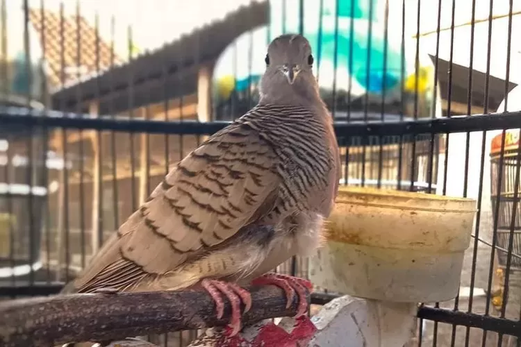 Cara merawat burung perkutut sehingga bisa suara lantang gacor dor  (Instagram / @burungperkutut_madiun)