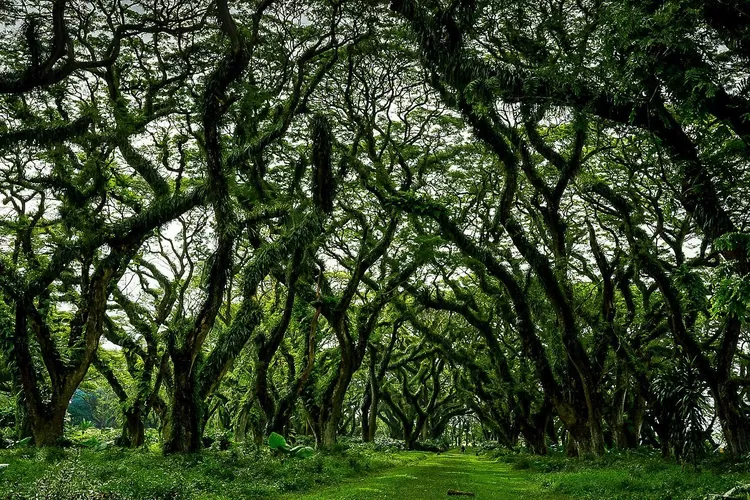 De Djawatan, Banyuwangi (@krisno)