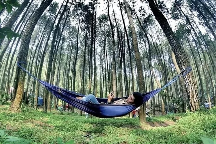 Hutan Pinus Songgon Banyuwangi. Foto/Instagram (Foto/Instagram)