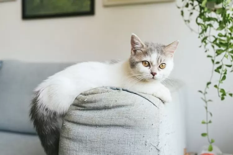 Ilustrasi kucing munchkin dengan harganya yang wah. (Tranmautritam -  Pexels / HukamaNews.com)