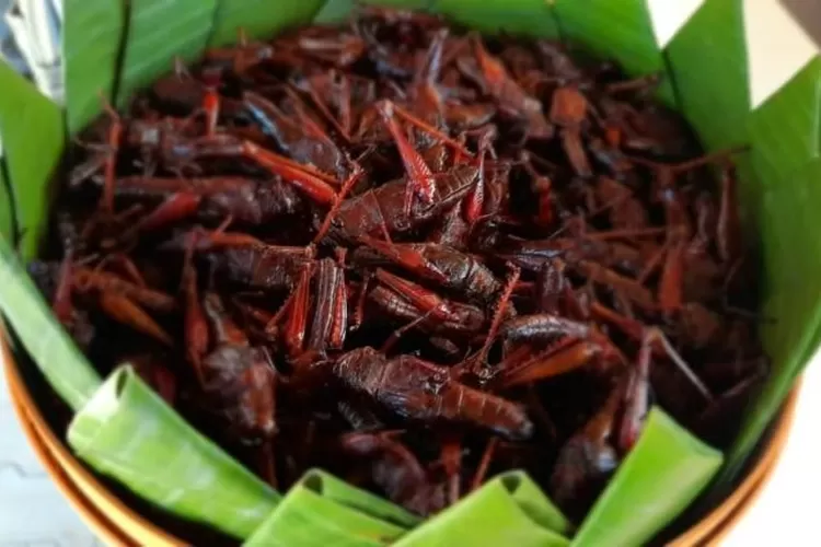 Ini kuliner khas Gunungkidul, belalang goreng. (foto dinas pariwisata Gunungkidul)