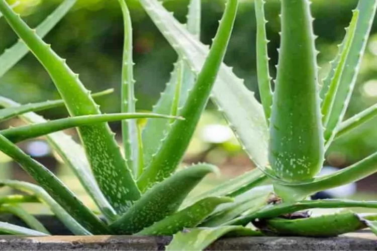 Ikutin Yuk, Ini Cara Menanam Lidah Buaya Simpel Dan Gampang TANPA AKAR ...