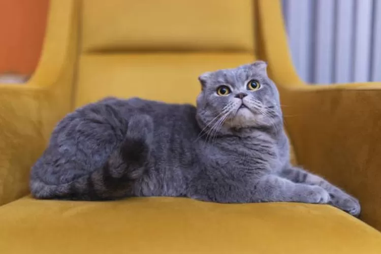 Cara jaga best sale kucing british shorthair