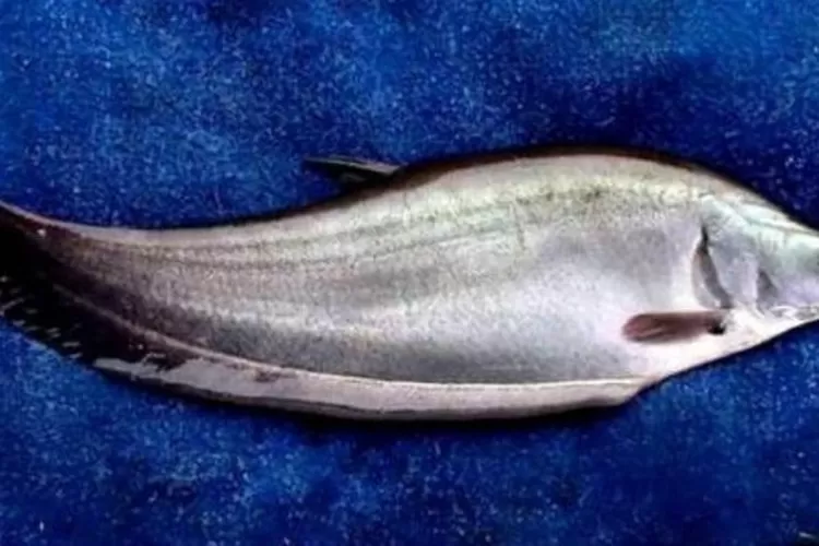 Ilustrasi.Ikan Belida 