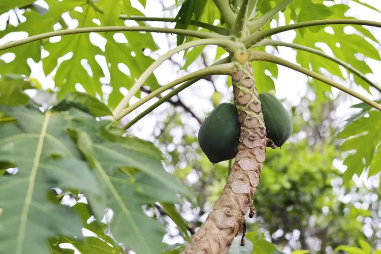 Bukan Bogor Selatan, Penghasil Pepaya Terbanyak di Kota Bogor Ternyata Wilayah Ini, Capaian Produksi Capai 2.058 Kuintal