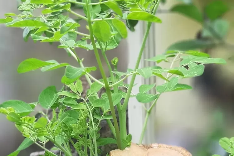 Daun Kelor ternyata bermanfaat untuk mengusir hama pada tanaman.