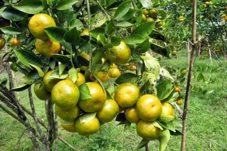 Pesona Kebun Jeruk Eptilu Di Garut Tempat Menikmati Jeruk Segar Dan