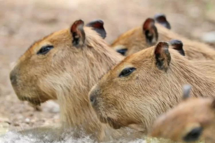 Kapibara yang terletak di Children Zoo Taman Margasatwa Ragunan (Sumber: Instagram)