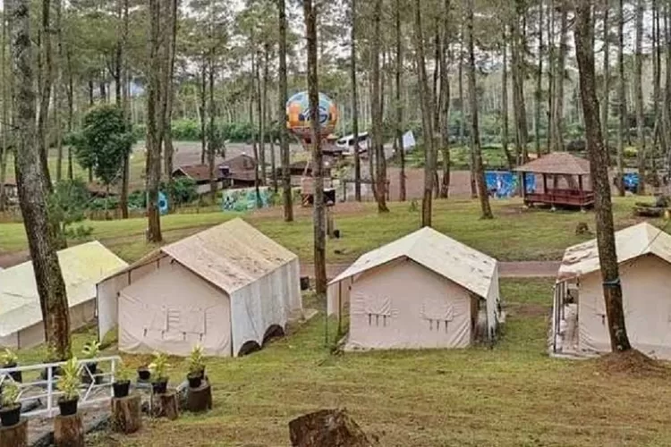 Cozy Land Camping Ground, Objek Wisata Alam Terpadu di Hutan Pinus Cikole  Lembang - Kabar Alam