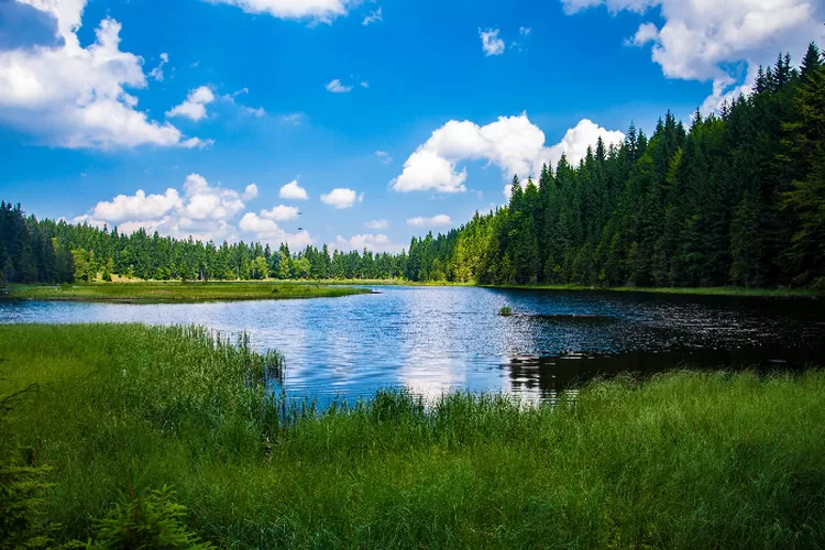 Danau di tengah hutan pinus (Tangkapan layar Pexels @Pixabay)