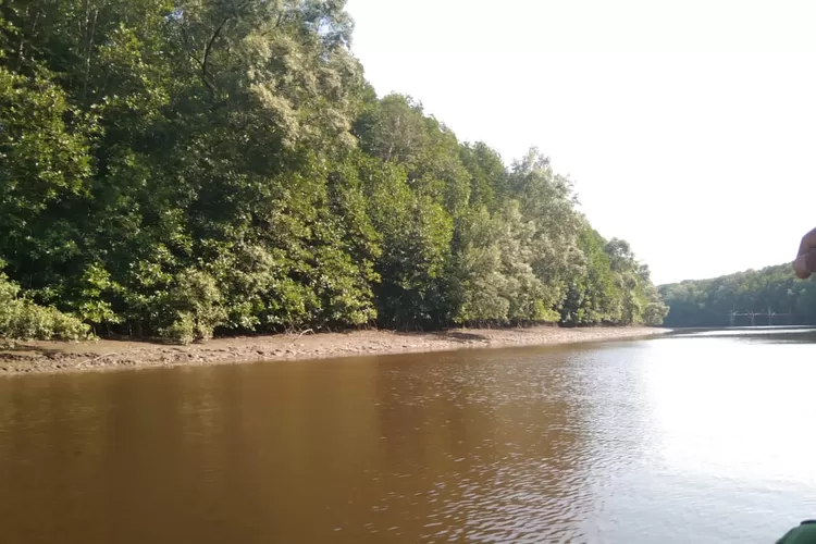 Ulasan Destinasi Wisata Hutan Mangrove Paling Terpopuler Di Kubu Raya