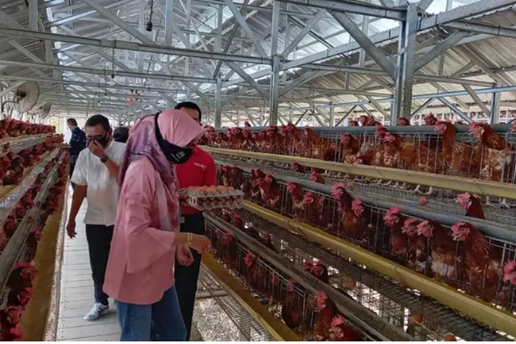 Gambaran peternak ayam (dok ntbprov.go.id)