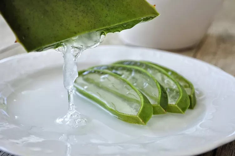 7 Manfaat Rahasia Aloe Vera, Tanaman Obat Yang Memiliki Banyak Manfaat ...