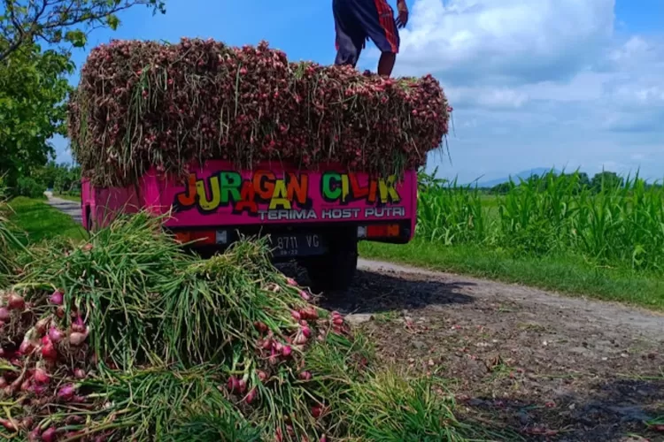Petani bawang merah di Nganjuk (Foto/Matakamera)
