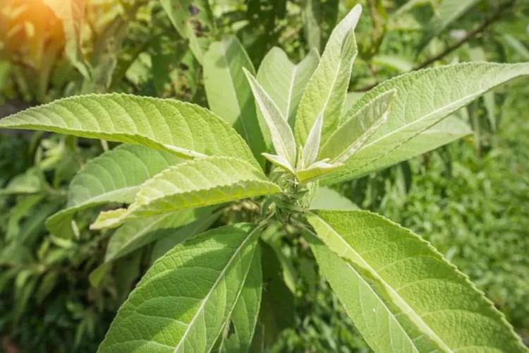 Manfaat Daun Sembung Untuk Kesehatan Tubuh Yang Jarang Diketahui