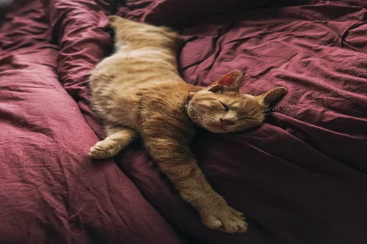 Posisi tidur kucing (Pexels Duong)