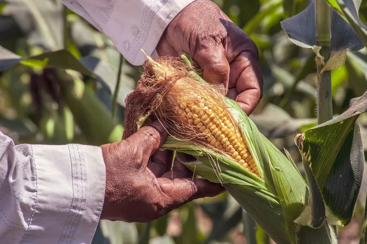 Tak Banyak Orang Tahu, Ini Manfaat Rambut Jagung Untuk Kesehatan, Bisa ...