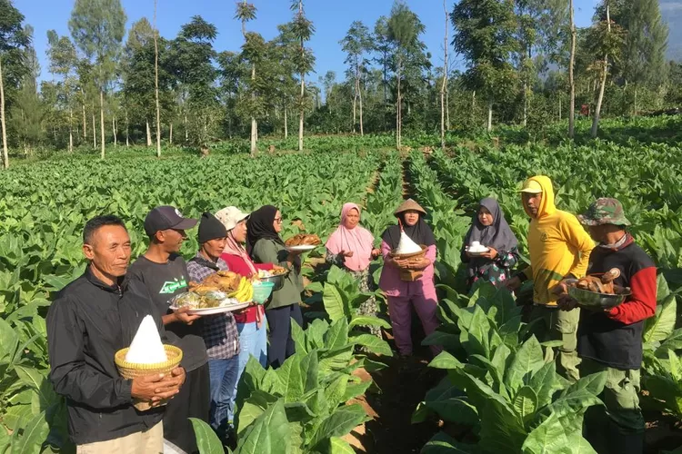 Kesejahteraan Petani Tembakau Tidak Sebanding Dengan Cukai - Suara ...