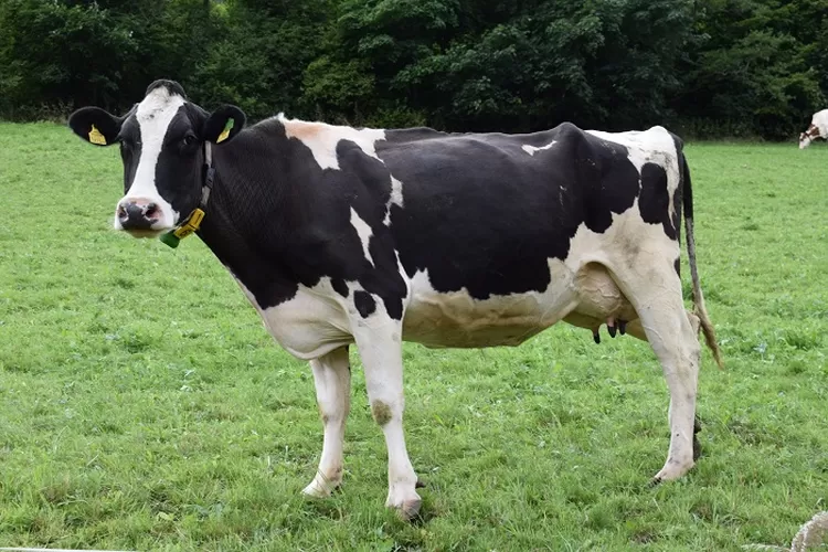 TERJAWAB! Sapi Sapi Apa yang Bisa Nempel di Tembok Ternyata Adalah ini