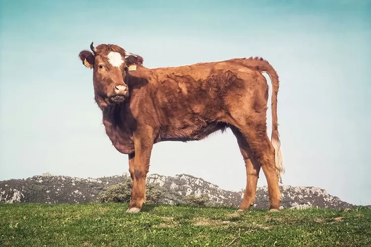 Sapi Sapi Apa yang Bisa Nempel di Tembok, Apakah itu? Ternyata ini