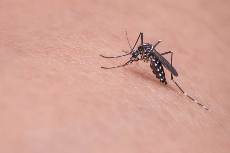 Dua Orang Meninggal Akibat DBD, Bupati Sumedang Sebut Nyamuk Aedes Aegypti Masih Jadi Ancaman (Pixabay)