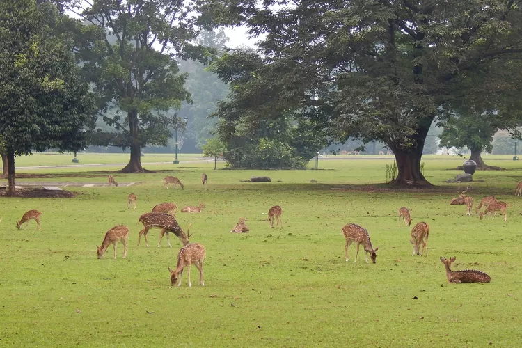 Potret rusa-rusa yang ada di Taman Rusa Bogor salah satu tempat wisata yang sering dikunjungi oleh wisatawan (Pixabay Sendywulandh)