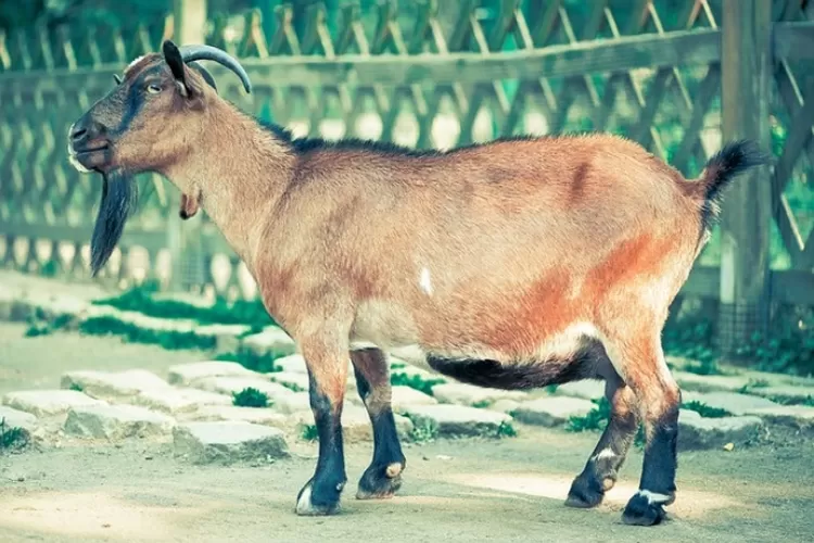 Apa Khasiat Konsumsi Empedu Kambing? Inilah 10 Manfaat Bagi Kesehatan