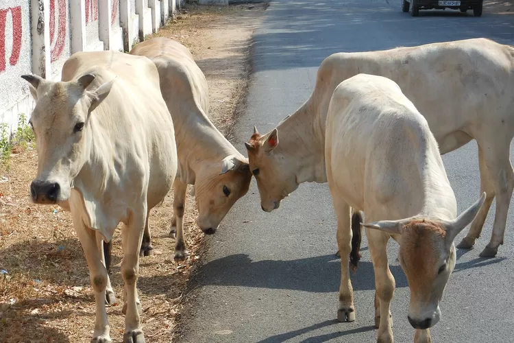Potret sapi Hindu di India yang merupakan hewan suci (Pixabay Stacymoir0)