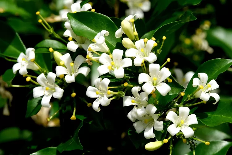 Bunga kemuning: Pesona dan manfaat tanaman dengan nama ilmiah murraya  paniculata ini - Unews