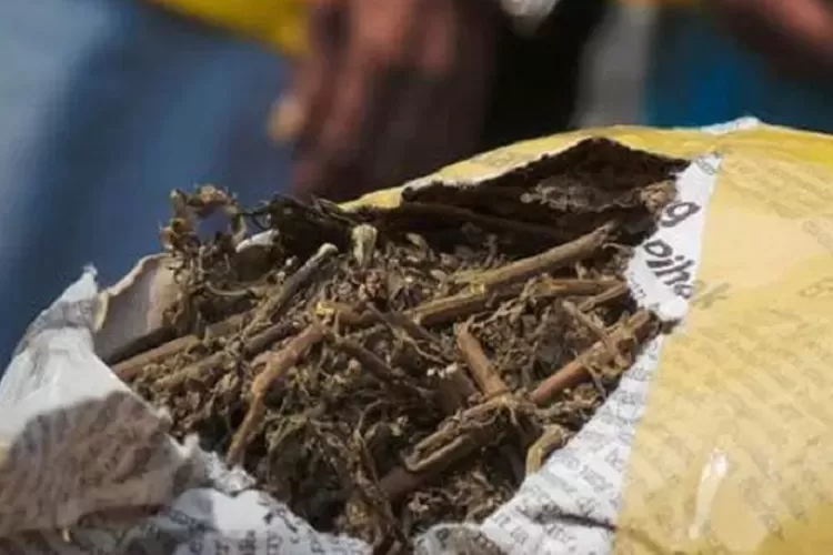 Ilustrasi ganja (Ist)