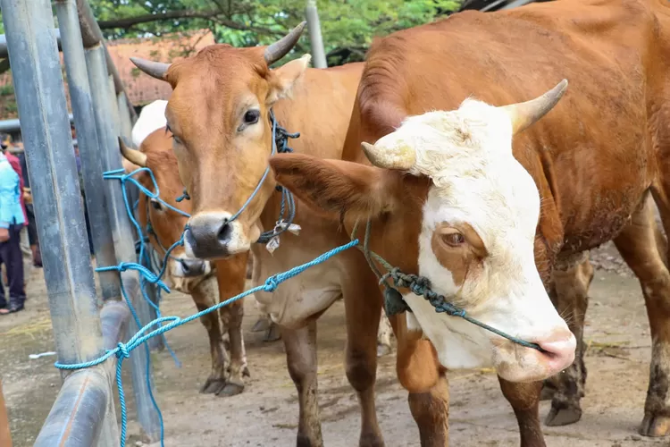 Ilustrasi pasar hewan sapi di Purwakarta. (Diskominfo Purwakarta)