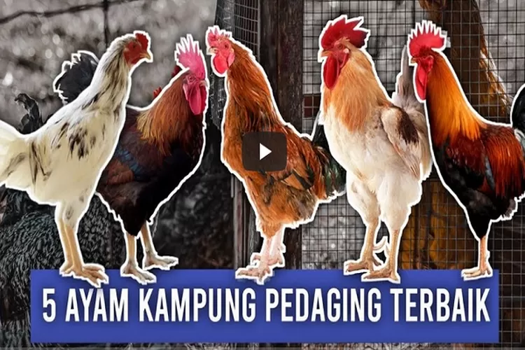 Inilah 5 Jenis Ayam Kampung Pedaging Terbaik Di Indonesia Pilihan