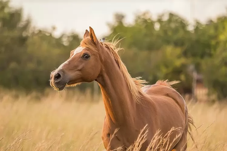 Gambar Teka-teki Apa yang Ditakuti Kuda