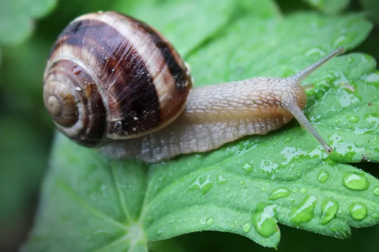 Ilustrasi - Siput Apa yang Selalu Bawa Kera? Contoh Tebak-tebakan Receh Lucunya Kebangetan (CANVA)