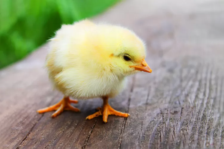 Arti Dari Ayam Selimut Mpls Yang Menjadi Teka Teki Di Masa Pengenalan Lingkungan Sekolah About 1440