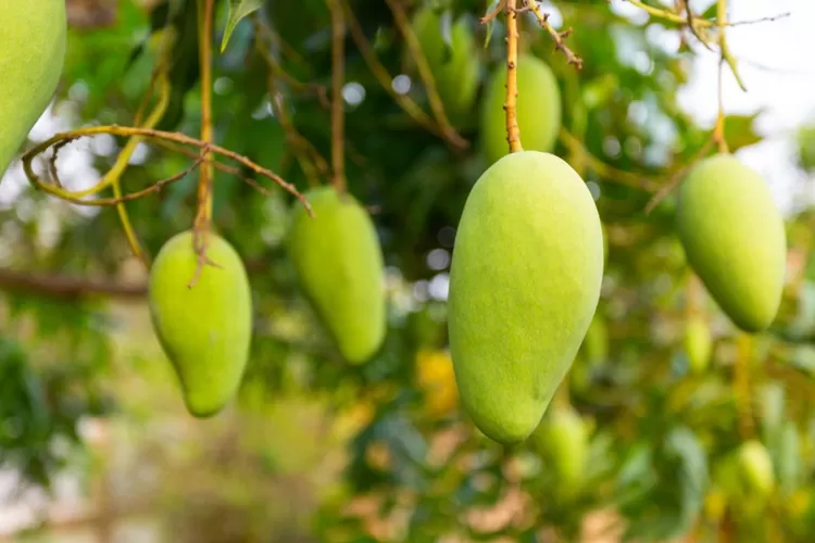 Ada 7 Wilayah Penghasil Mangga Terbanyak di Kabupaten Bogor, Ada Kecamatan Ranca Bungur dan Gunung Putri