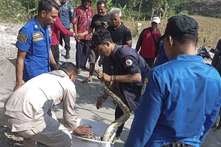 Ular Piton 3 Meter Tiduran Di Atas Tumpukan Sampah Gegerkan Warga Bejen