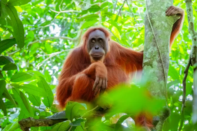 8 hewan langka di Indonesia yang terancam punah - Warta Pesona