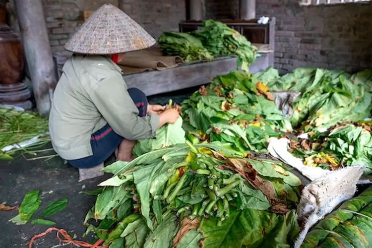 Nomor 1 Bukan Rembang! Inilah 5 Daerah Penghasil Tembakau Terbesar Di ...